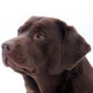 Meet your Posher, Mason